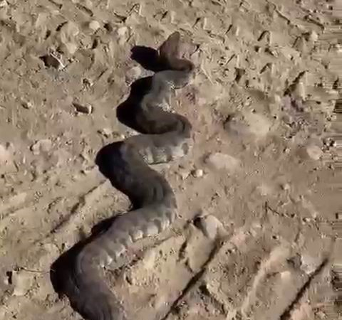 Dev Yılanı Görenler Neye Uğradıklarını Şaşırdı