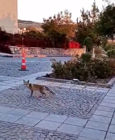 Elazığı Ti̇lki̇ler Sardı