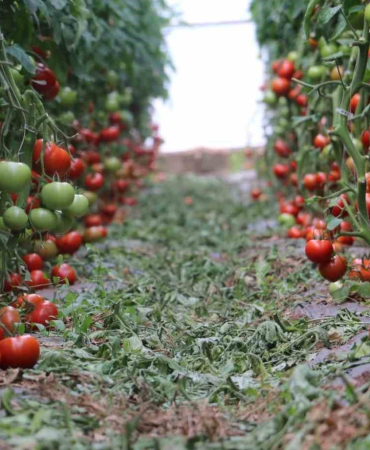 Jeotermal Serada İlk Dönemde 700 Ton Domates Hasadı Yapıldı