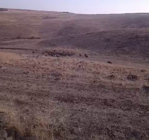 Karakoçanda Domuz Sürüsü Arazi̇ye Daldı