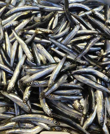 Palamut Ve Hamsi̇ Arasındaki̇ İhracat Rakamları Şaşırttı