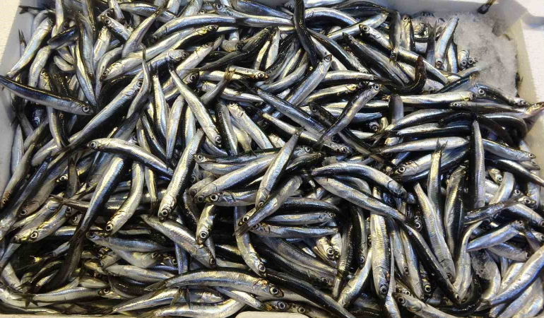 Palamut Ve Hamsi̇ Arasındaki̇ İhracat Rakamları Şaşırttı