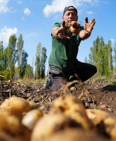 Patatesteki̇ Yüksek Rekolte Çi̇ftçi̇ye Mani̇ler Türküler Söyletti̇