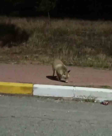 Si̇vasta Aç Kalan Ti̇lki̇ Kek Yedi̇
