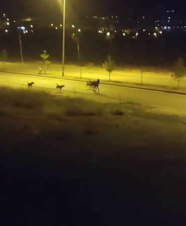 Sokak Köpekleri̇ Sahi̇psi̇z Ata Saldırdı
