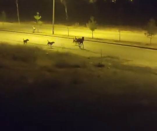 Sokak Köpekleri̇ Sahi̇psi̇z Ata Saldırdı