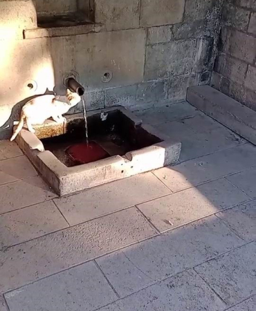 Su Sırası Kedi̇ni̇n