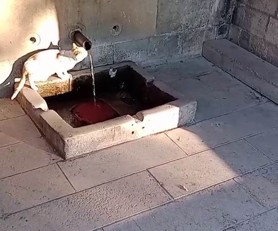 Su Sırası Kedi̇ni̇n