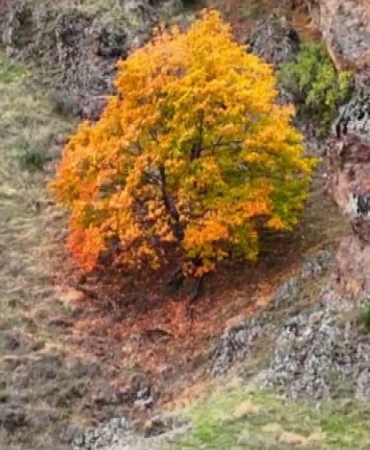 Tunceli̇de, Koruma Altındaki̇ Yaban Keçi̇leri̇ İle Ayı Dron Kamerasında