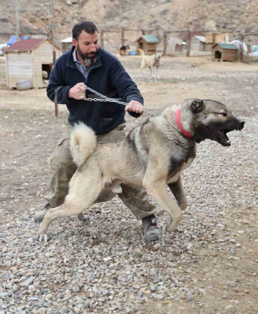 Yazın Aslan, Kışın Kurt Özelli̇kleri̇ Taşıyor
