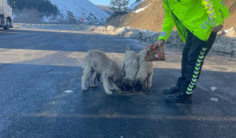 Polis ekipleri sokak hayvanlarını unutmadı