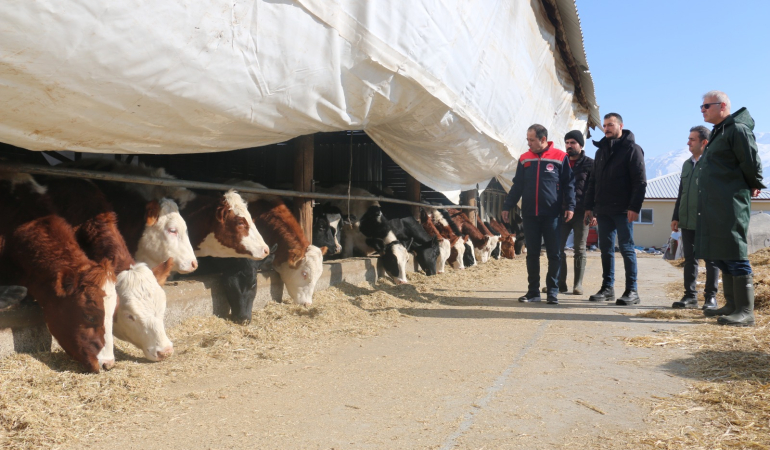 Erzincan’da büyükbaş hayvan işletmelerine arilik incelemesi