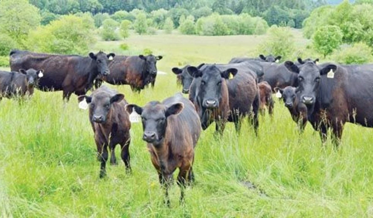 Erzincan’da 2 bin 71 kişi başvurdu