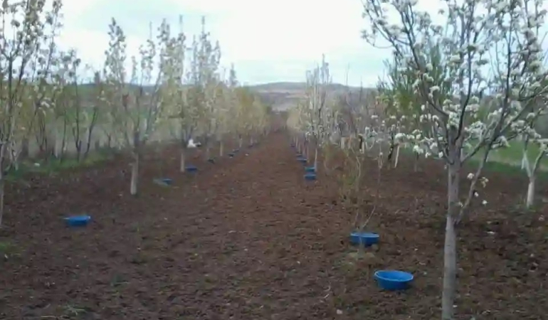 Erzincan’da baklazınnı mücadelesi başladı