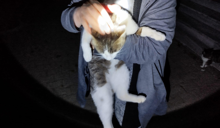 Erzincan’da kedi sıkıştığı yerden kurtarıldı