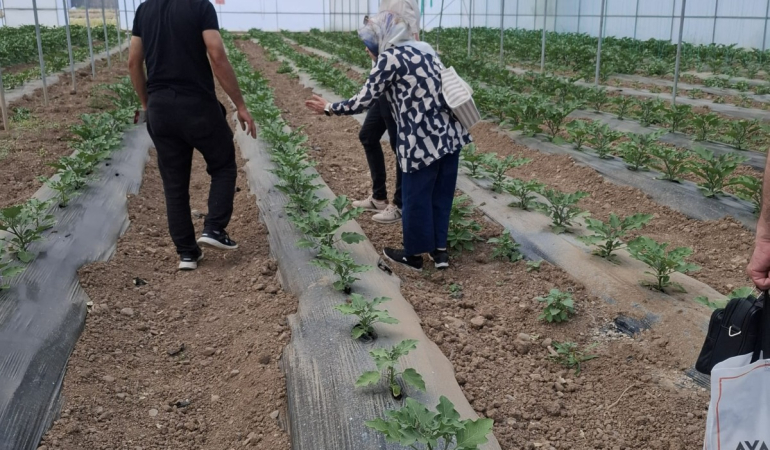 Erzincan’da pestisit kontrolleri sıkı tutuluyor
