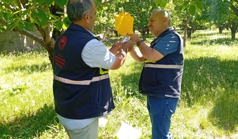 Erzincan’da kiraz sineği tuzakları  belirleniyor