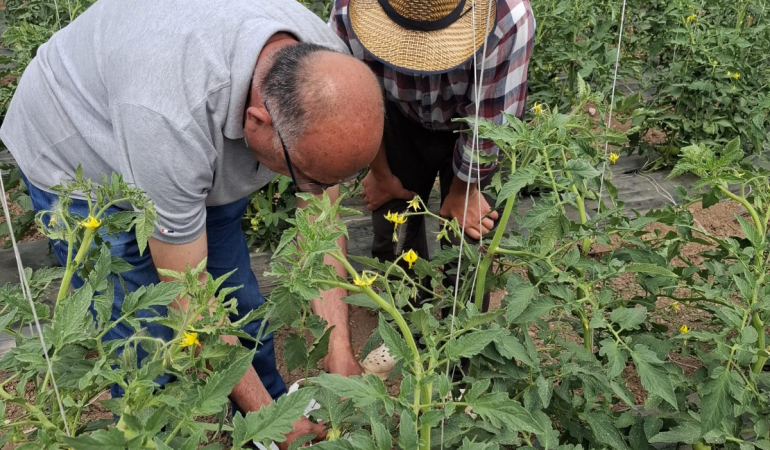Erzincan’da Tarımda Yeni Dönem: 253 Dönümlük Toplu Sera Projesiyle Ekonomiye 350 Milyon TL Katkı