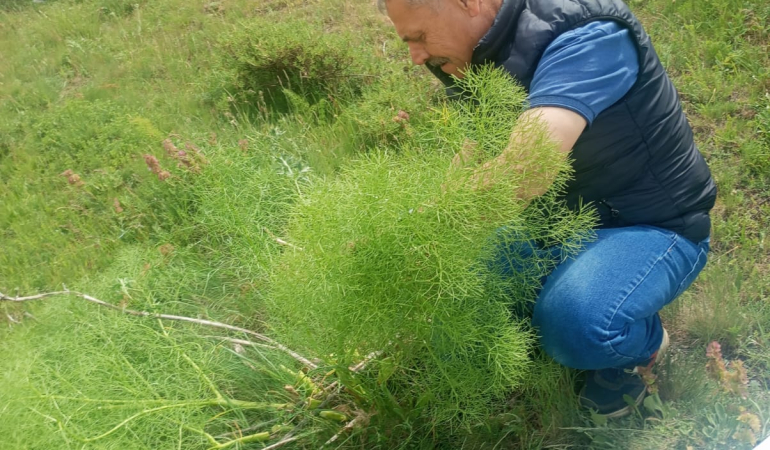 Erzincan’da Çakşır otu o zararlıya karşı savaşacak