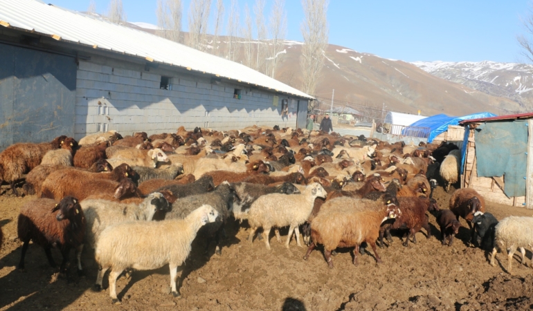 Erzincan’da koyunculuk kredisi  yükseltildi