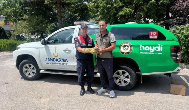Erzincan Üzümlü’de Yaralı Yavru Baykuş, Jandarmanın Hassasiyetiyle Hayata Döndü