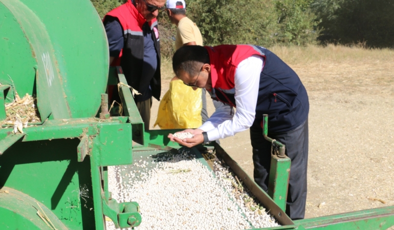 Kuru fasulyede harman zamanı