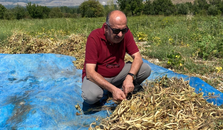 Erzincan’da Yerli Kuru Fasulye Hasadı Başladı