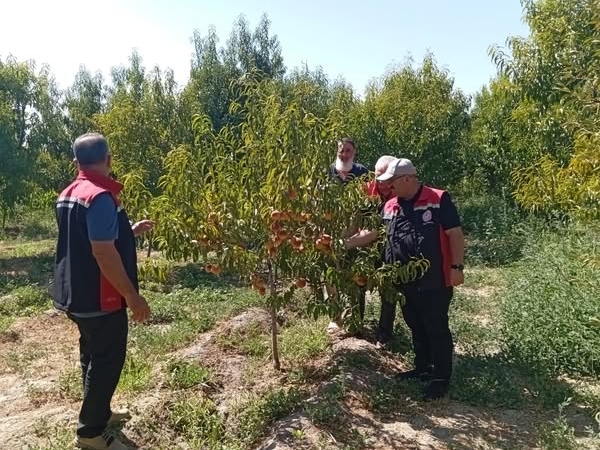 Üzümlü’de Meyve Bahçelerine Uzman Eli