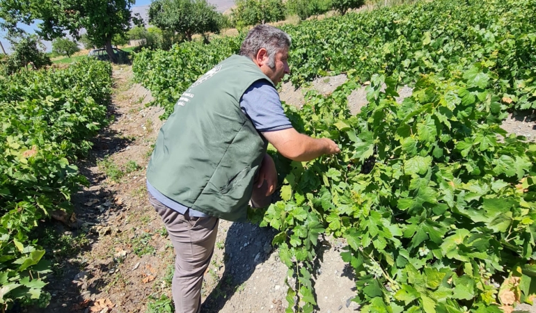 Cimin Üzümünde Hasat Heyecanı Başladı