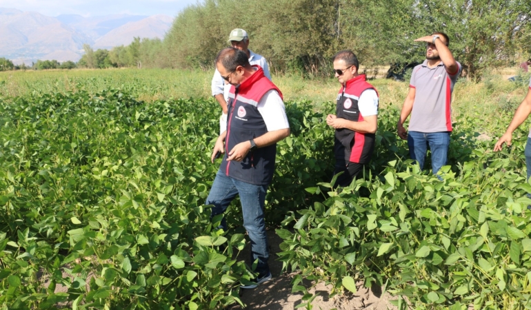 Erzincan’da soya fasulyesi yetiştirmeye başlandı