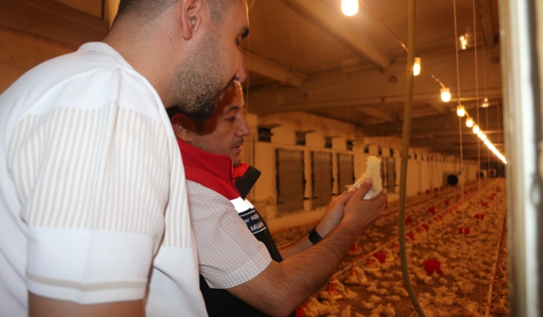 Erzincan’da Broiler Üretimi Yükselişte