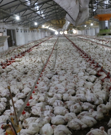 broiler
