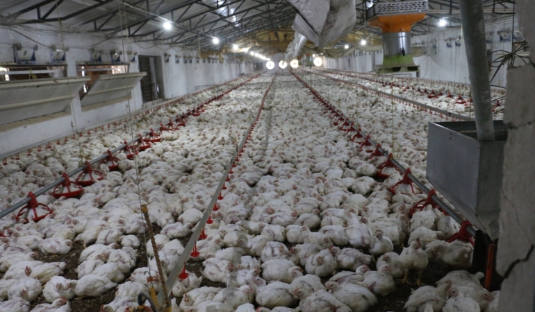 Erzincan’da Modern Tavukçuluğa Dev Adım