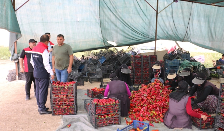 1 milyon 100 bin adet dikti, günde 80 kişi çalıştırıyor
