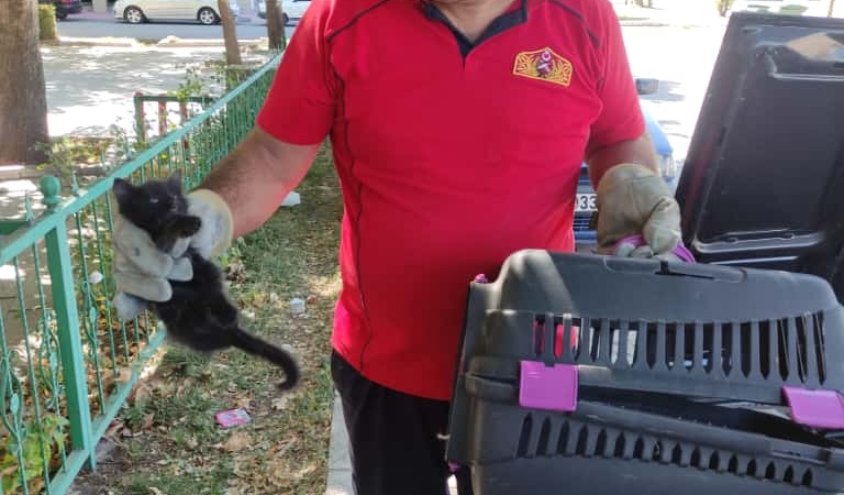 Erzincan’da İtfaiye Ekiplerinden Kedi Kurtarma Operasyonu