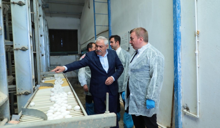 Erzincan, Yumurtada Bölgenin Üretim Üssü Olma Yolunda İlerliyor