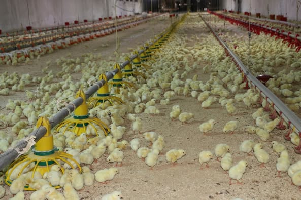 Erzincan’da 50 Bin Başlık Broiler Tesisi Tarımın Yeni Yüzü Oluyor