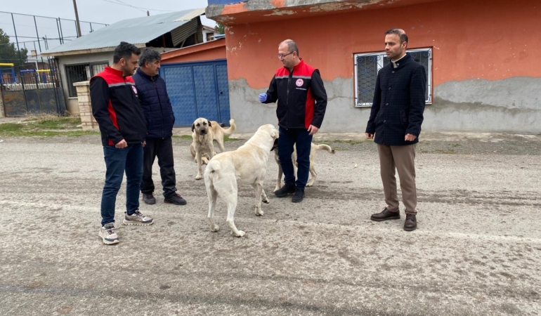 Erzincan’da sokak köpeklerine kuduz aşısı