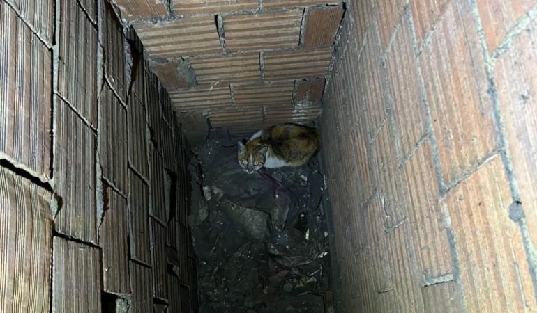Erzincan’da Havalandırma Boşluğuna Düşen Kedi İtfaiye Ekiplerince Kurtarıldı