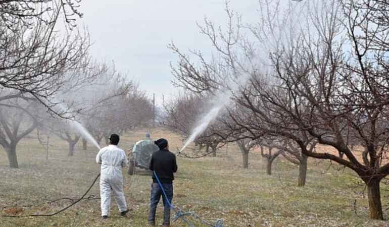 Erzincan’da Kayısı Bahçeleri Alarmda