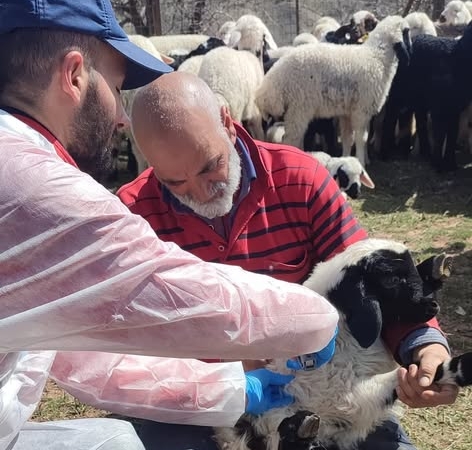 Kemah’ta Küçükbaş Hayvanlarda Sağlık Seferberliği