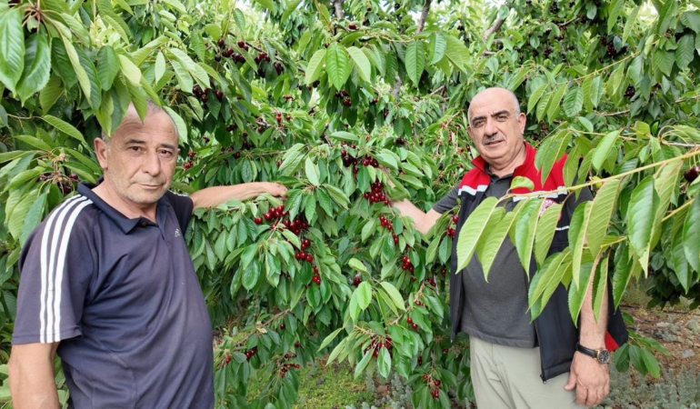 Bin 650 Rakımda Kaliteli Kiraz Hasadı