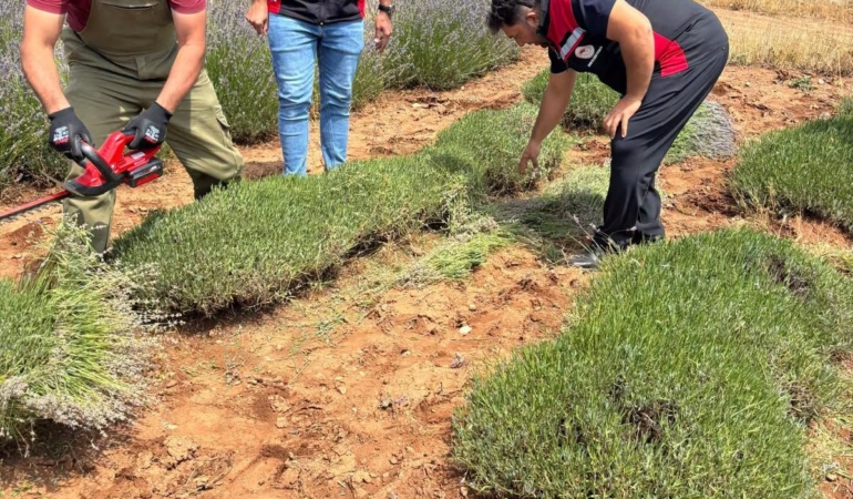 Kemah’ta Mor Bereket