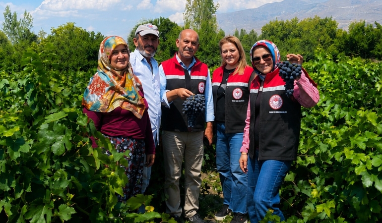 Cimin Üzümü’nde Hasat Sevinci