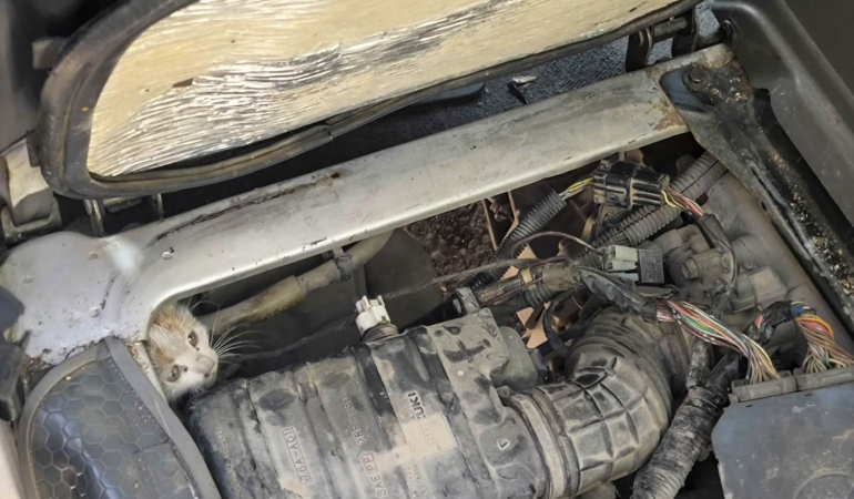 Erzincan’da Motor Kısmında Mahsur Kalan Yavru Kedi  Kurtarıldı